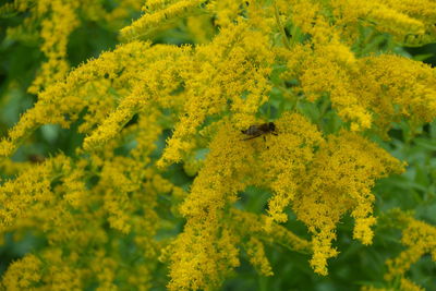 High angle view of insect on yellow flower