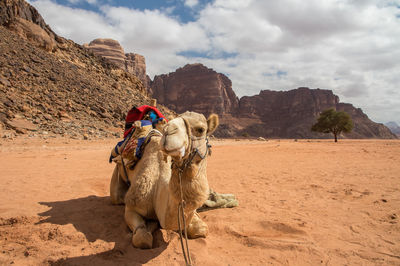 View of a horse on desert