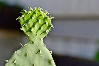 Close-up of wet succulent plant