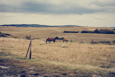 Horses grazing on field against sky