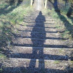 Narrow pathway along trees