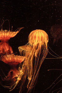 Close-up of jellyfish swimming in water