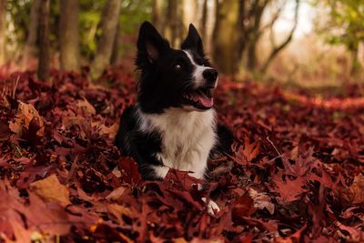 Close-up of dog