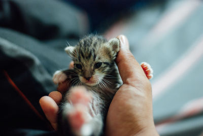 Close-up of hand holding kitten