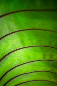 Full frame shot of palm leaf