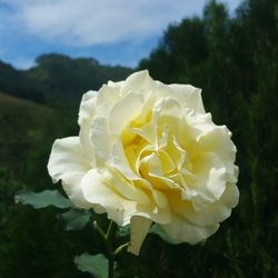 Close-up of rose blooming outdoors