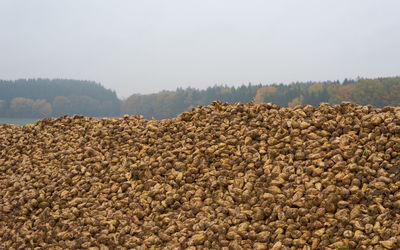 Scenic view of fresh land against sky