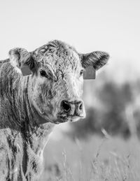 Portrait of a charolais beef cow head and neck with blurred background and negative space above