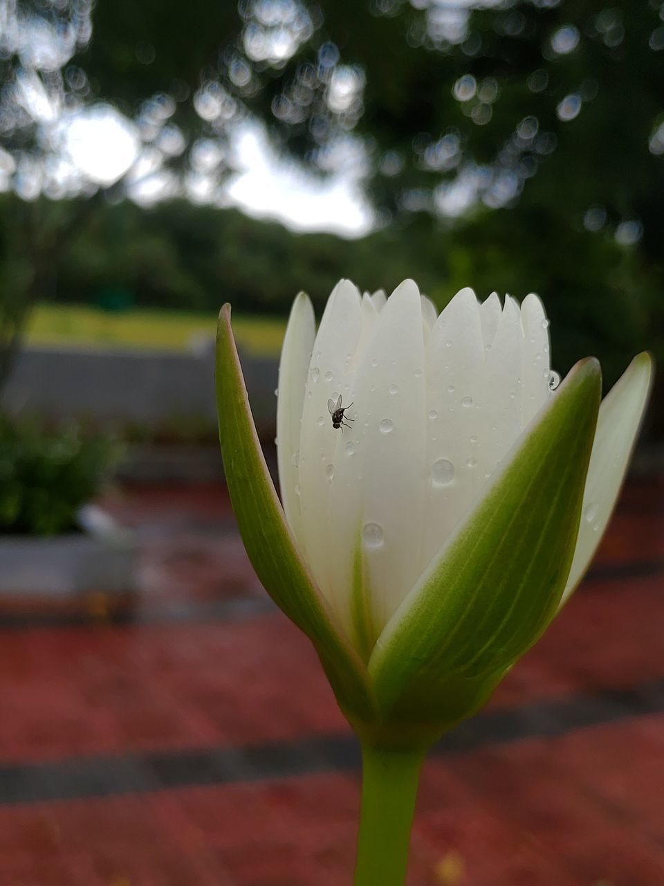 CLOSE-UP OF WATER DROPS ON WHITE ROSE