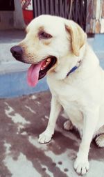 Close-up of dog looking away