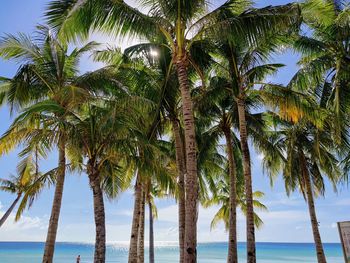 Palm trees on beach against sky