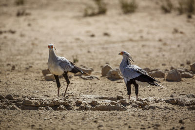 Birds on sand