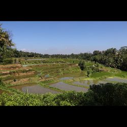 Scenic view of field against clear sky