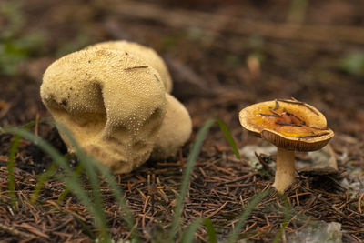 Close-up of mushrooms growing on field