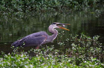 Grey heron caught fish in lake