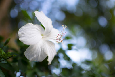 Close-up of white flowering plant