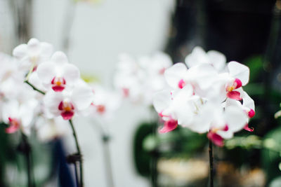 Close-up of pink flowers