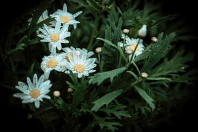 Close-up of white flowers blooming outdoors