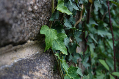 High angle view of plant growing on field