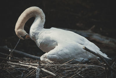 Close-up of swan