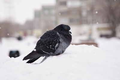 Close-up of a bird on snow