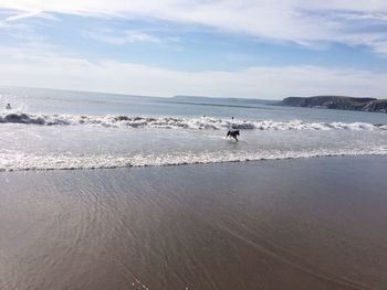 Birds on beach against sky