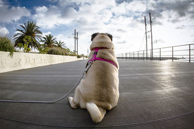 A pug sitting watching the clouds in the sky.