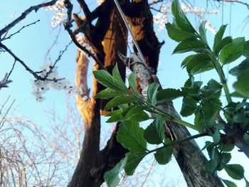 Low angle view of leaves on tree against sky