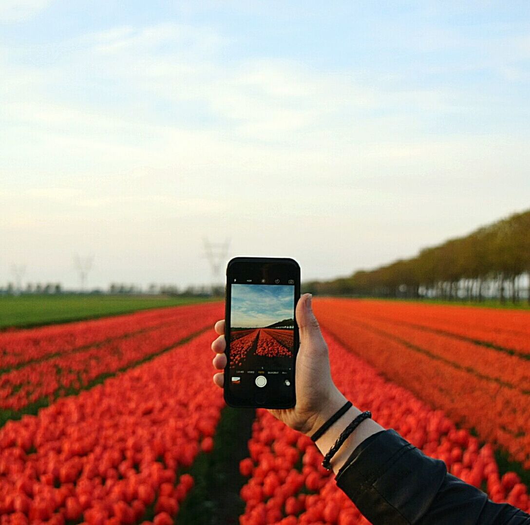 flower, agriculture, wireless technology, communication, field, sky, technology, holding, photography themes, mobile phone, farm, plant, rural scene, portable information device, smart phone, growth, nature, human hand, landscape, poppy, women, freshness, outdoors, oilseed rape, close-up, day, human body part, adult, people