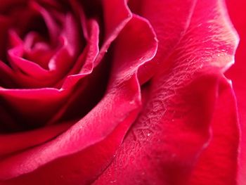 Macro shot of pink rose