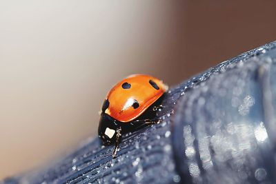 Close-up of ladybug