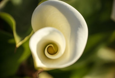 Close-up of white flowers