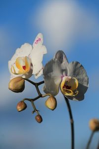 Low angle view of flowering plant against blue sky