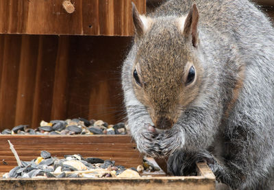 Close-up of squirrel