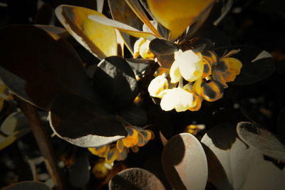 Close-up of yellow flowering plant leaves