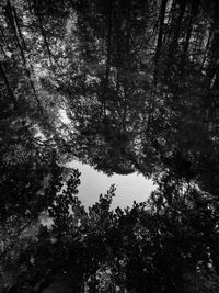 Low angle view of trees in forest against sky