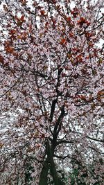 Low angle view of cherry blossom tree