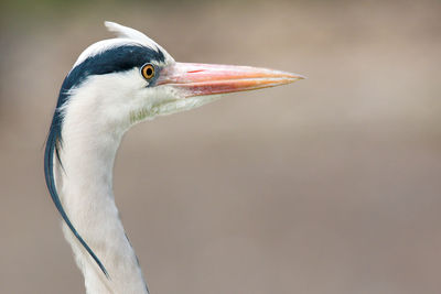 Close-up of gray heron