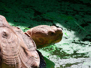 Close-up of turtle in lake