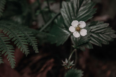 Close-up of white flowering plant