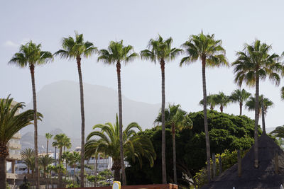 Low angle view of palm trees against clear sky