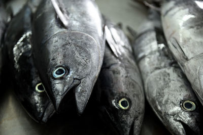 Close-up of fish for sale in market