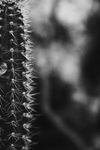 Full frame shot of cactus