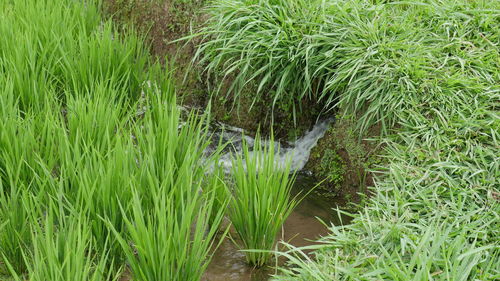 Plants growing on land