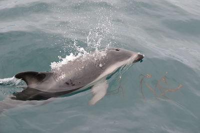 Duck swimming in sea