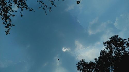 Low angle view of silhouette birds flying against sky