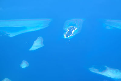 Close-up of coral underwater