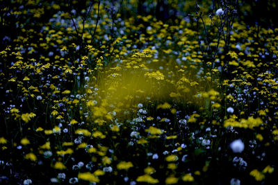 Close-up of yellow flowering plant during rainy season