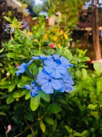 Close-up of blue flowers blooming outdoors