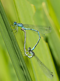 Damselflies mating on grass